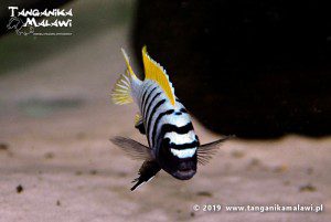 Cynotilapia zebroides Jalo Reef F1