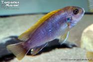 Labidochromis sp. „hongi” Hongi Island WF