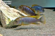 Labidochromis sp. „hongi” Hongi Island WF