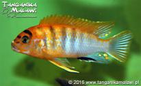 Labidochromis sp. „hongi” Sweden