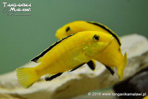 Labidochromis caeruleus Lion’s Cove  