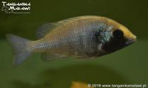 Placidochromis sp. “phenochilus gissel” Gome F1