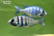 Placidochromis sp. “phenochilus Tanzania” Lupingu