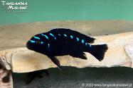 Chindongo sp. „elongatus spot” Hai Reef  WF
