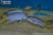 Pseudotropheus sp. „acei” Luwala Reef WF    