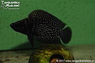 Altolamprologus calvus Black Pectoral Lupota WF	               