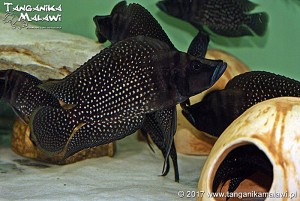Altolamprologus calvus Black Zair WF 