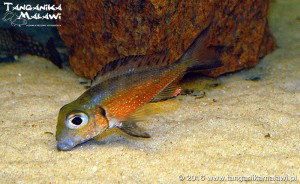 Callochromis macrops Ndole red          