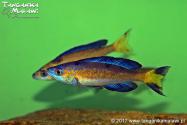 Cyprichromis microlepidotus Kasai WF