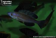 Cyprichromis microlepidotus Kiriza Black F1