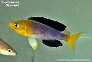 Cyprichromis sp. leptosoma jumbo Yellow Head Kekese  WF