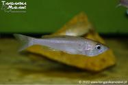 Cyprichromis leptosoma Chituta Neon Head WF