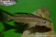 Cyprichromis microlepidotus Karilani WF 