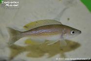 Cyprichromis microlepidotus Milima WF