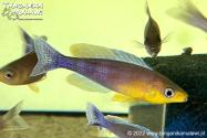Cyprichromis sp. 'dwarf jumbo’ Kigoma F1