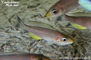 Cyprichromis sp. 'dwarf jumbo’ Kigoma F1