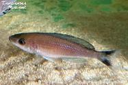  Cyprichromis sp. leptosoma jumbo Kitumba WF