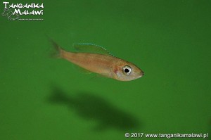 Cyprichromis leptosoma  Utinta WF
