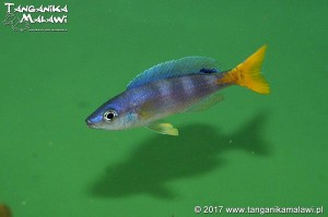Cyprichromis  leptosoma  Utinta WF                      
