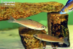 Cyprichromis microlepidotus Kasai WF