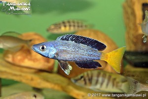 Cyprichromis sp. leptosoma jumbo Speckleback Moba F1