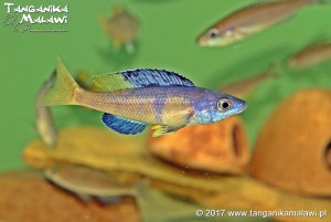 Cyprichromis sp. leptosoma jumbo Speckleback Moba WF
