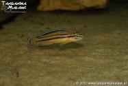 Julidochromis marksmithi (regani Kipili) F1