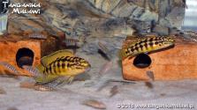 Julidochromis marlieri 