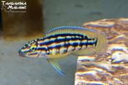 Julidochromis marlieri Bemba F1