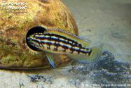 Julidochromis marlieri Bemba F1