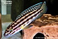 Julidochromis regani Keseke WF 