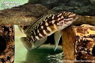 Julidochromis marlieri Kasanga WF