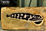 Julidochromis transcriptus Kisi WF