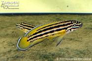 Julidochromis regani Nsumbu WF
