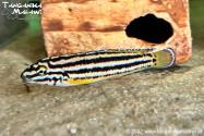 Julidochromis regani Nsumbu WF