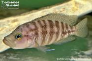Neolamprologus obscurus WF