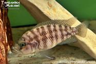 Neolamprologus obscurus WF