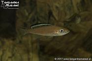 Paracyprichromis brieni Kitumba  WF	 