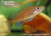 Paracyprichromis nigripinnis Blue Neon     