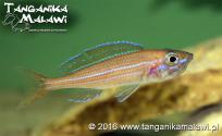 Paracyprichromis nigripinnis Chituta Neon Head WF  